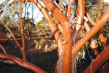 20100402-DSC_0087 Euc branches_360w.JPG